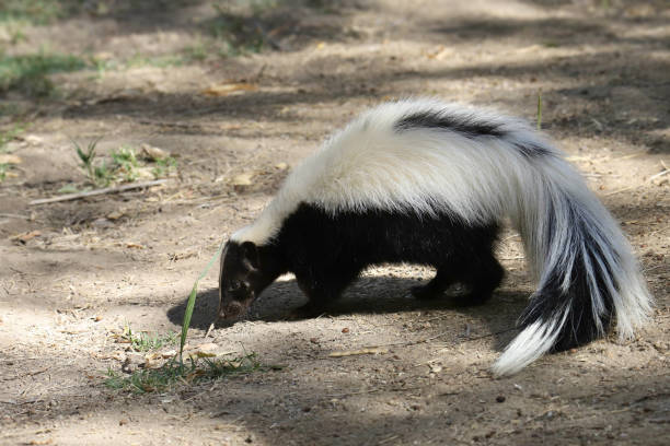 istock Striped Skunk (mephitis mephitis) foraging on the ground 1784881485