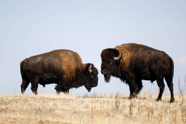 istock American Bison, buffalo, two big males face to face 1784882608