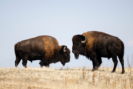 Bison, buffalo, Utah