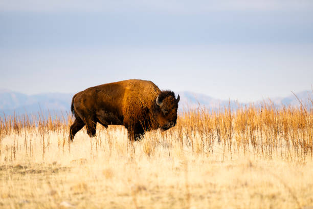 istock American Bison, buffalo, big male 1784882612