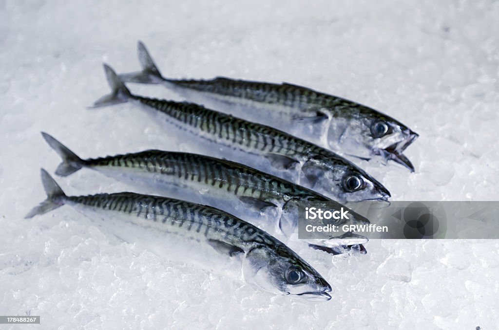 Fresh fish, Mackerel, on ice "A selection of fresh local sea food, Mackerel, on ice. The fish are locally sourced and care MSC certified." Catch of Fish Stock Photo