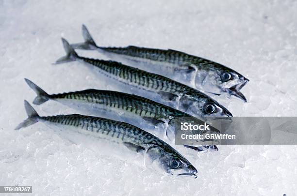 Fresh Fish Mackerel On Ice Stock Photo - Download Image Now - Catch of Fish, Crushed Ice, Ice Cube