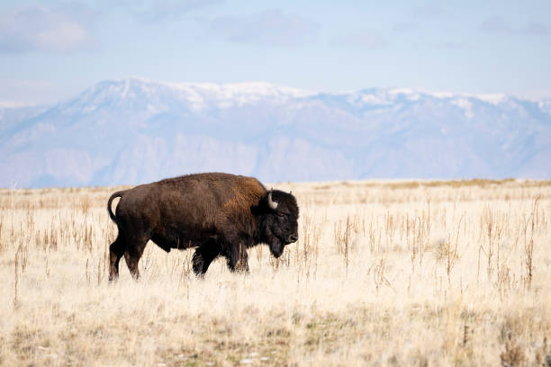 istock American Bison, buffalo, big male 1784883603
