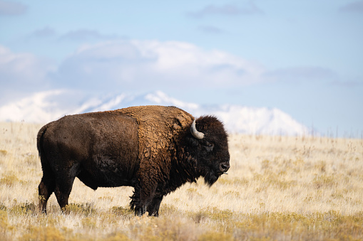 Roaming herds of wild Plains Bison, Elk Island National Park Alberta Canada