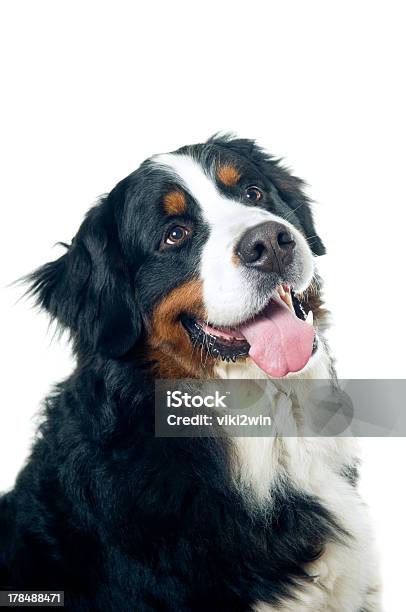 Berneński Pies Pasterski - zdjęcia stockowe i więcej obrazów Berneński pies pasterski - Berneński pies pasterski, Białe tło, Biały
