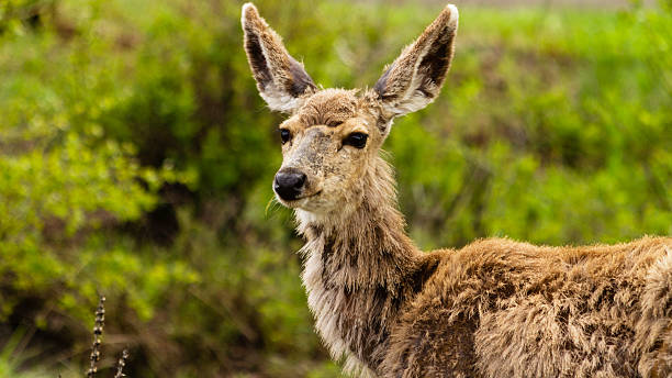 Yellowstone National Park Wapiti, Wyoming, USA stock photo