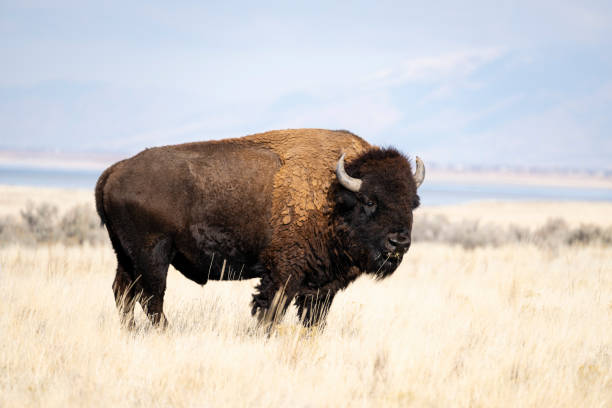 istock American Bison, buffalo, big male 1784884769