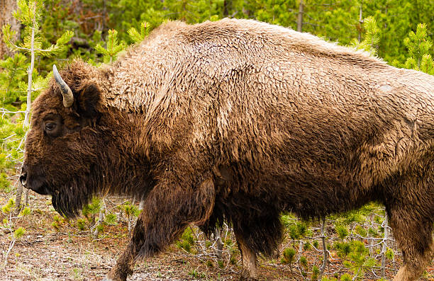 American Buffalo stock photo