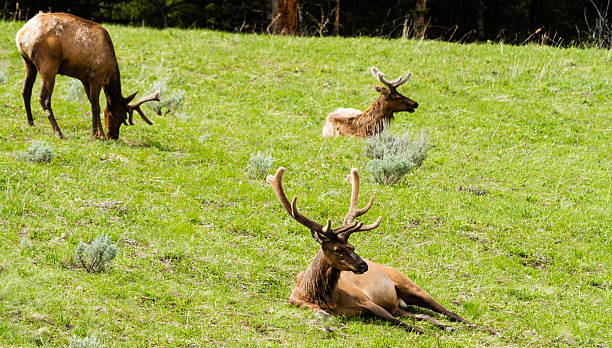 Elks grazing in Lamar Valley, Yellowstone National Park, Wyoming, USA stock photo