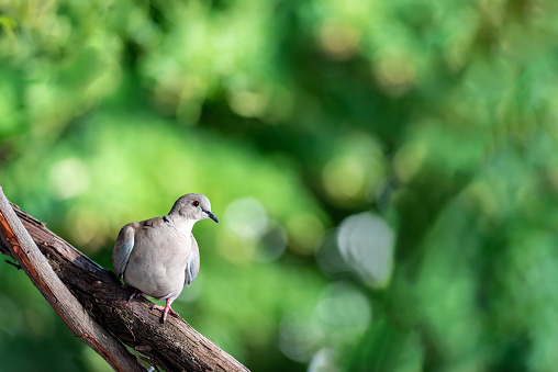 Eurasian Collared Dove (Streptopelia decaocto) on a Tree Branch