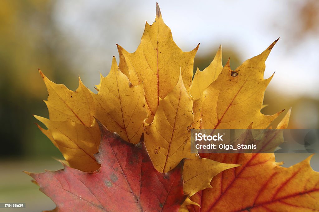 Bündel von maple leafs - Lizenzfrei Ahornblatt Stock-Foto