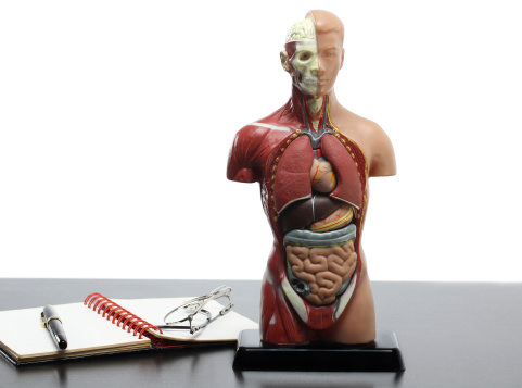 Human anatomy model  on the table.White background