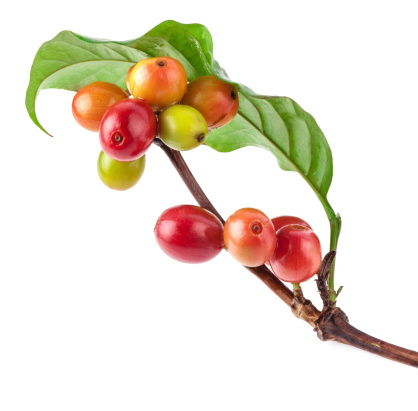 Red coffee beans on a branch of coffee tree, ripe and unripe berries isolated on white background