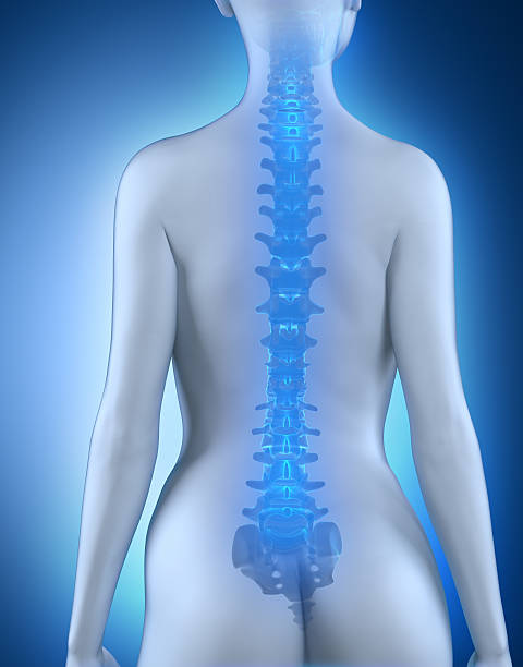 istock Female spine anatomy posterior view 178488832