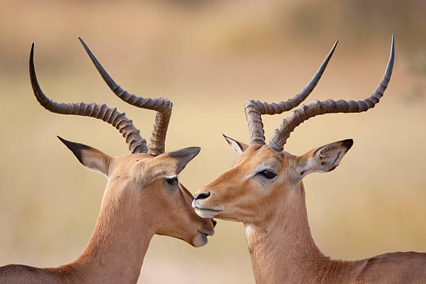 istock Male Impalas, grooming, South Africa 178488835