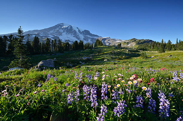 istock Wildflowers in Paradise, Mt. Rainier National Park 178488902