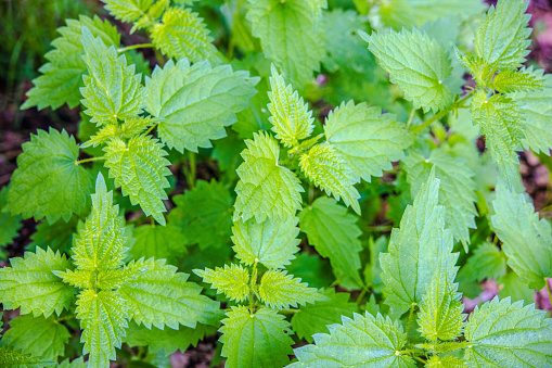 Green Nettles  in detail as Background