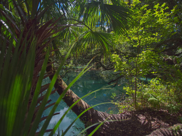 istock fern hammock springs locatec in ocala national forest 1784889454