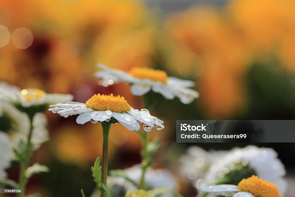 Margerite Blume im Garten - Lizenzfrei Blume Stock-Foto
