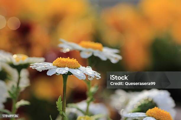 Margerite Blume Im Garten Stockfoto und mehr Bilder von Blume - Blume, Blumenbeet, Blüte