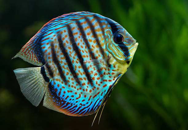 Discus, tropical decorative fish Aquarium: tropical decorative fish, Discus (Symphysodon spp.) on natural green background discus fish stock pictures, royalty-free photos & images