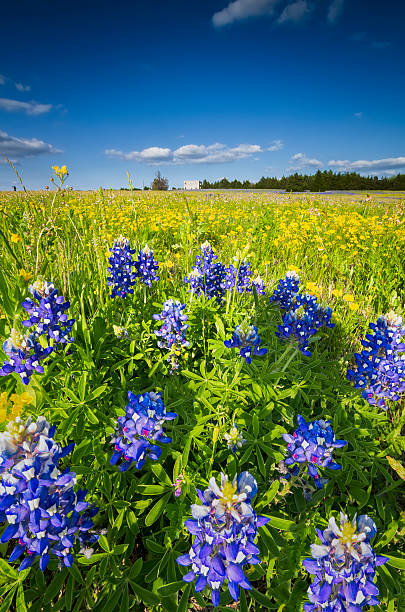 istock Wilflower Field in Palmer, TX 178489225
