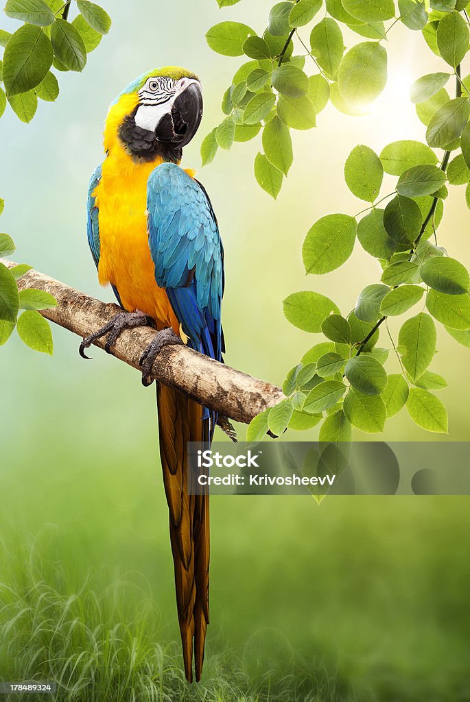 Macaw parrot Parrot Macaw in the wild. The background bokeh Bird Stock Photo