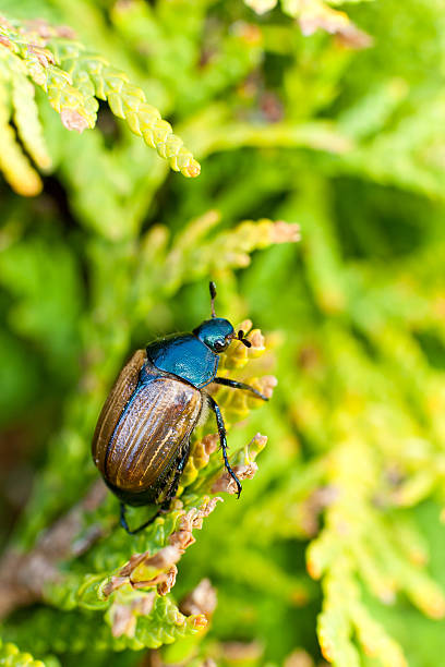 istock Fat insect on green plant 178489333