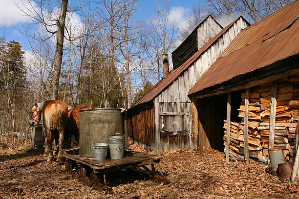 sirop d'érable du temps dans le sucre bush - maple syrup sugar shack photos et images de collection