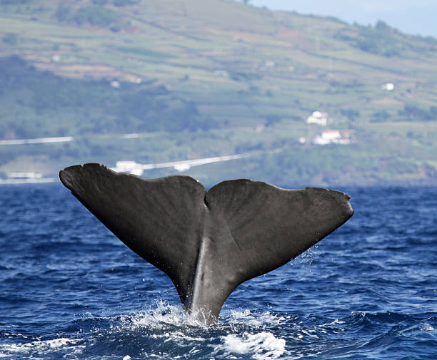 istock Sperm whale - Pico island, Azores 178489645