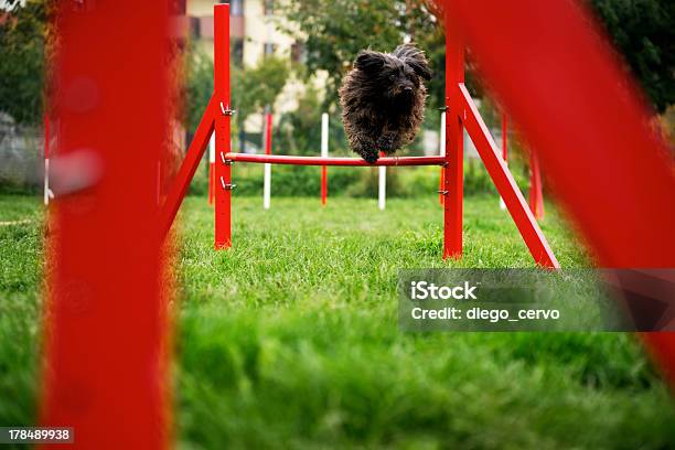 Pet Corriendo Con Perro La Agilidad De Raza Salto Over Hurdle Foto de stock y más banco de imágenes de Actividad