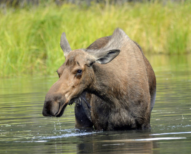 istock Alaskan Moose, Denali National Park 1784899831