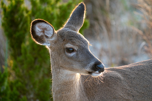 Close-up photo of a female White-Tailed Deer on the dunes at Cedar Beach in Mt Sinai,  Suffolk County,  Long Island,  NY.