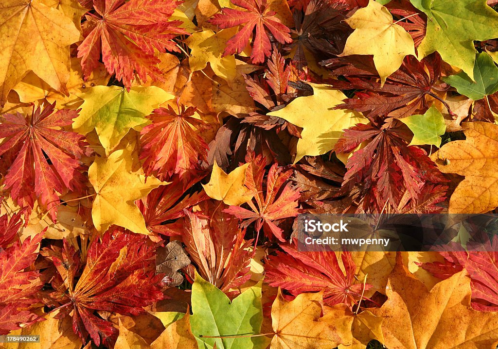 Couleurs de l'automne - Photo de Automne libre de droits