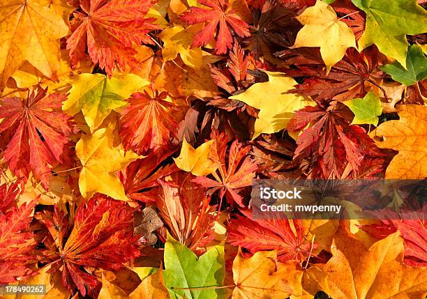 Colors Of Fall Stock Photo - Download Image Now - Autumn, Backgrounds, Brown