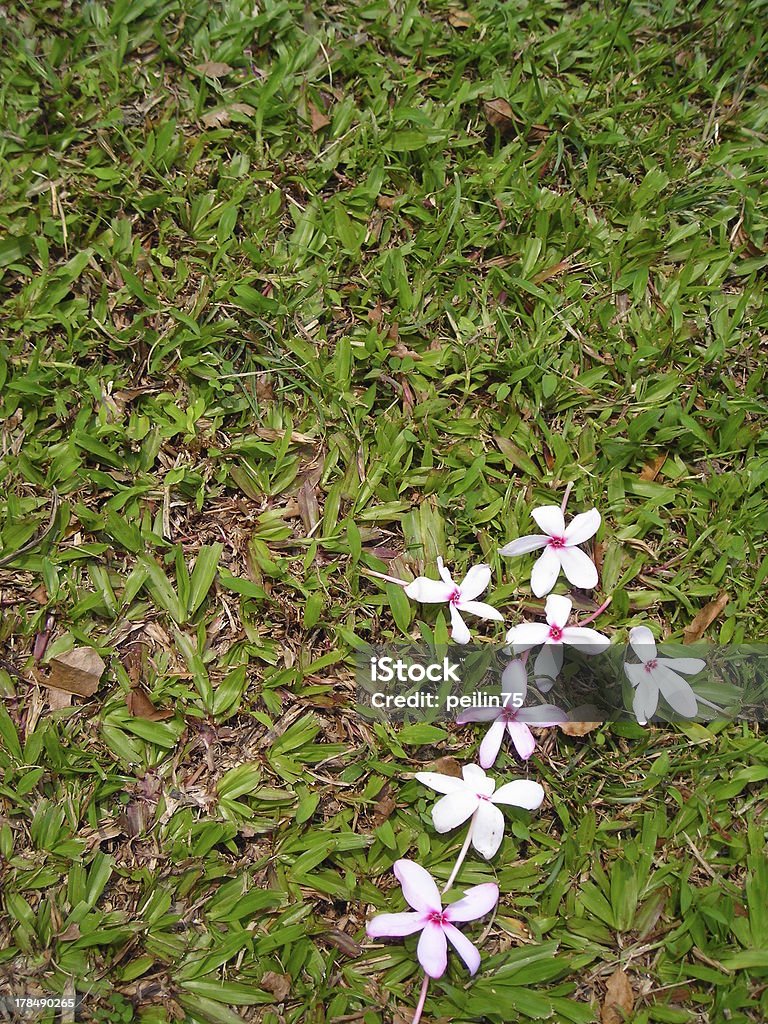 Один цветок крест на зеленой траве-пространством для копирования - Стоковые фото Абстрактный роялти-фри
