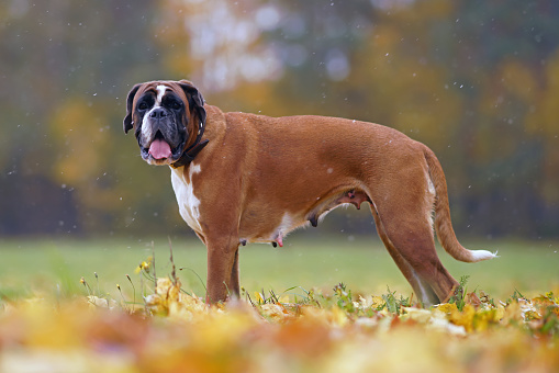 Boxer Dog standing in the field at sunset