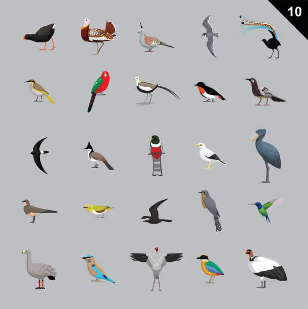 Vector illustration of Various Birds Cartoon Vector Illustration 10