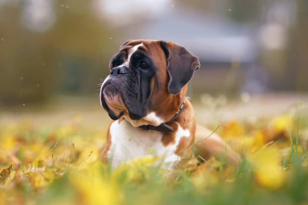 adorável cão boxer branco e com uma coleira de couro marrom posando ao ar livre deitado em uma grama verde com folhas de bordo amarelas caídas no outono - maple leaf green outdoors - fotografias e filmes do acervo