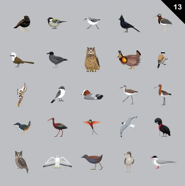 Vector illustration of Various Birds Cartoon Vector Illustration 13