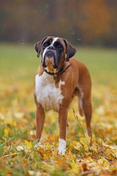 cão boxer branco e bonito com uma coleira de couro marrom posando ao ar livre em pé em uma grama verde com folhas de bordo amarelas caídas no outono - maple leaf green outdoors - fotografias e filmes do acervo