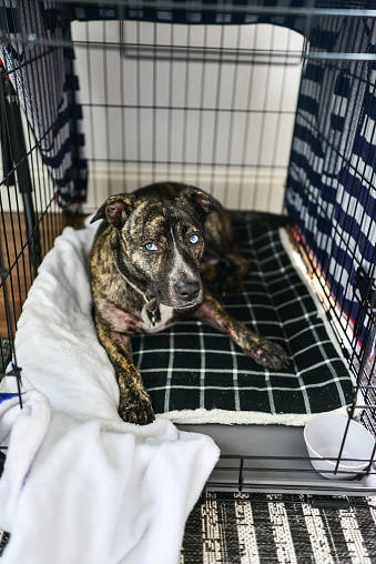 Blue Eye Brindle Puppy Dog - Catahoula Leopard Dog and Pitbull mix -  In Open Kennel