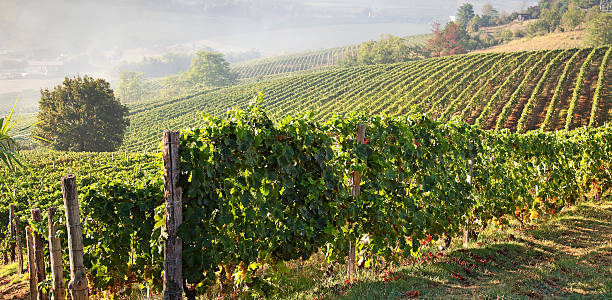 istock Astigiano, Piedmont, Italy 178490461