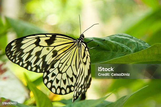 Borboleta - Fotografias de stock e mais imagens de Animal - Animal, Ao Ar Livre, Artrópode