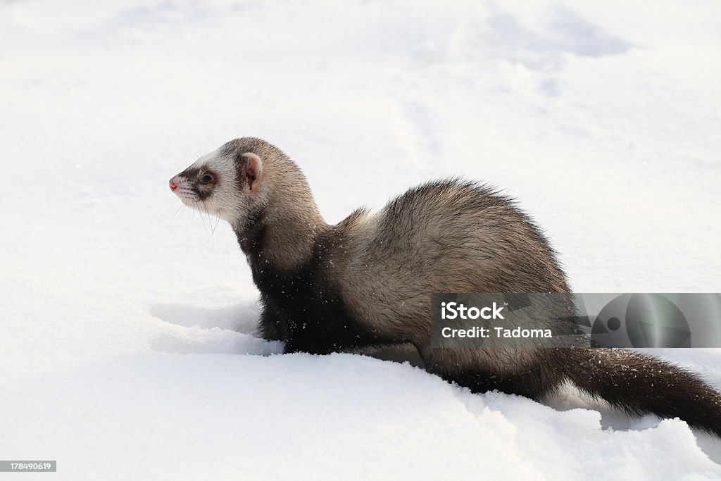 Mustela putorius furo "Mustela putorius furo, walking in the snow" Adulation Stock Photo