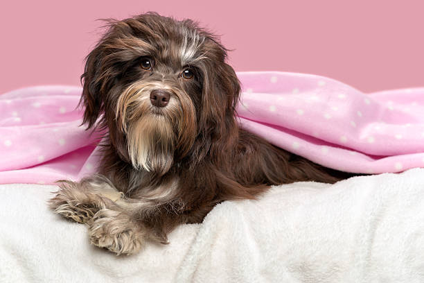 istock Cute lying chocolate Havanese dog in a bed 178490736