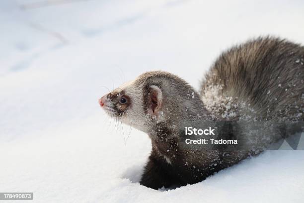 Mustela Putorius Furo 가축에 대한 스톡 사진 및 기타 이미지 - 가축, 개과, 겨울