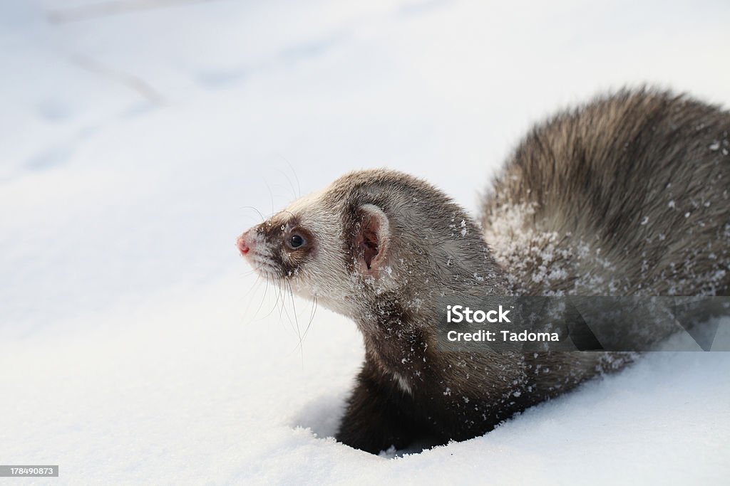 Mustela putorius furo - Foto de stock de Adulação royalty-free