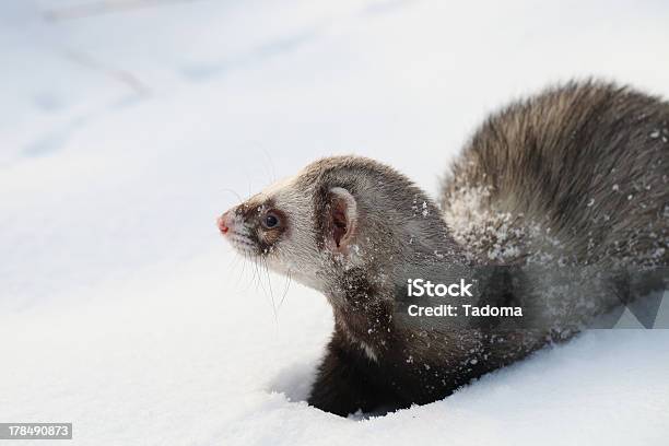 Foto de Mustela Putorius Furo e mais fotos de stock de Adulação - Adulação, Algodão - Material Têxtil, Animais caçando