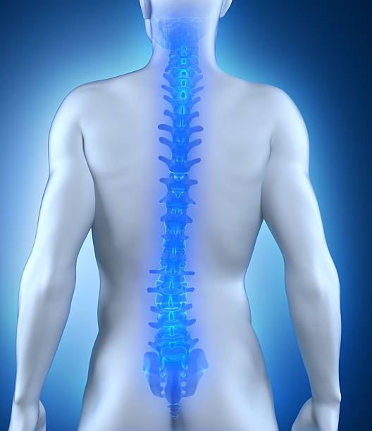 istock Human spine anatomy posterior view 178490878